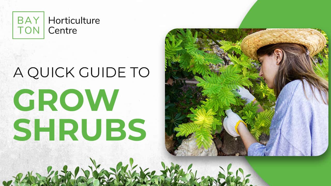 Quick and Simple Guide to Growing Shrubs in Your Yard