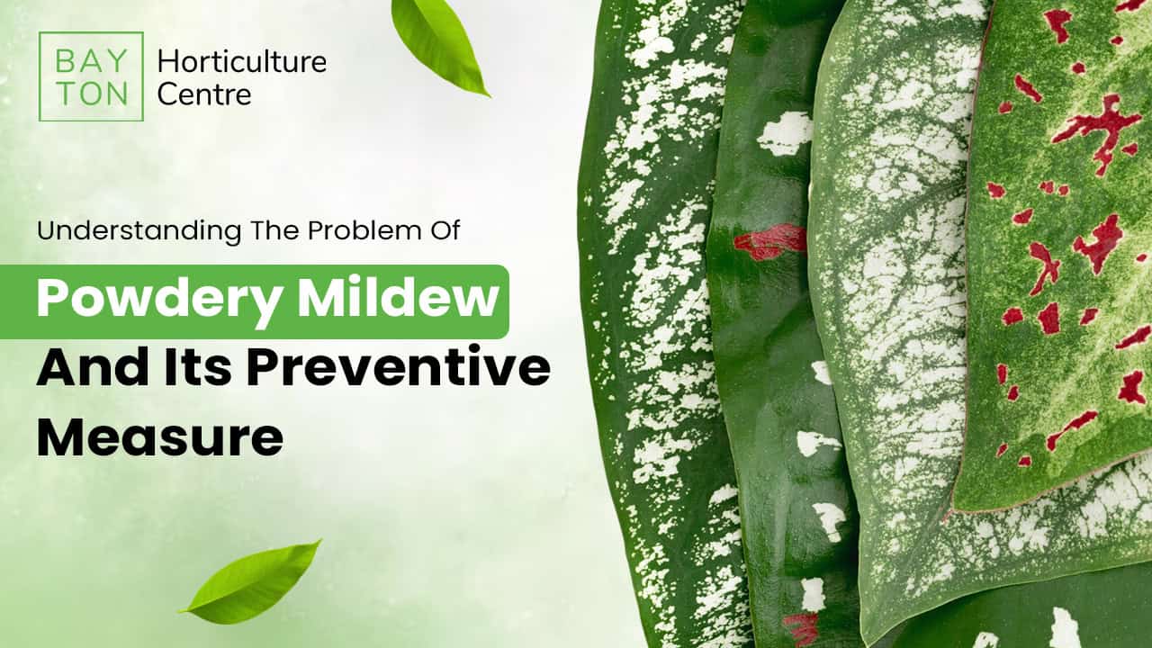 Complete Guide to Preventing Powdery Mildew in Your Garden