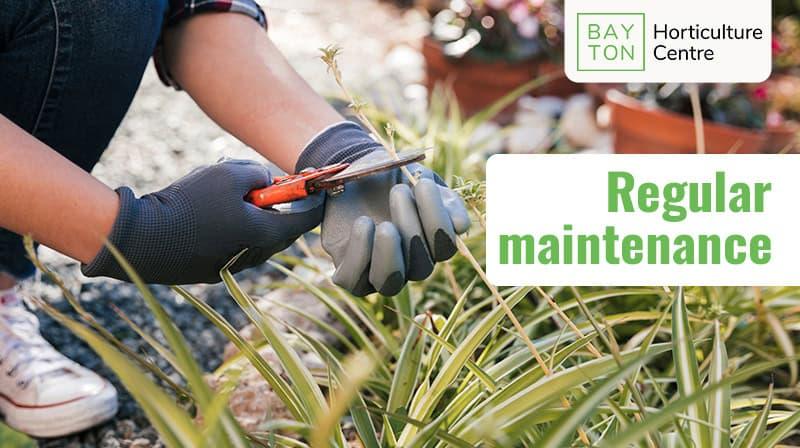 Pruning tools being used for garden maintenance at Bayton Horticulture Centre.