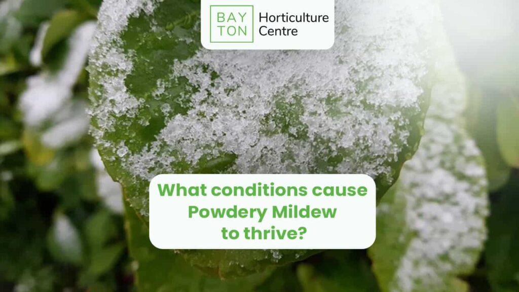 Powdery mildew on plant leaf, horticulture disease, pest control.