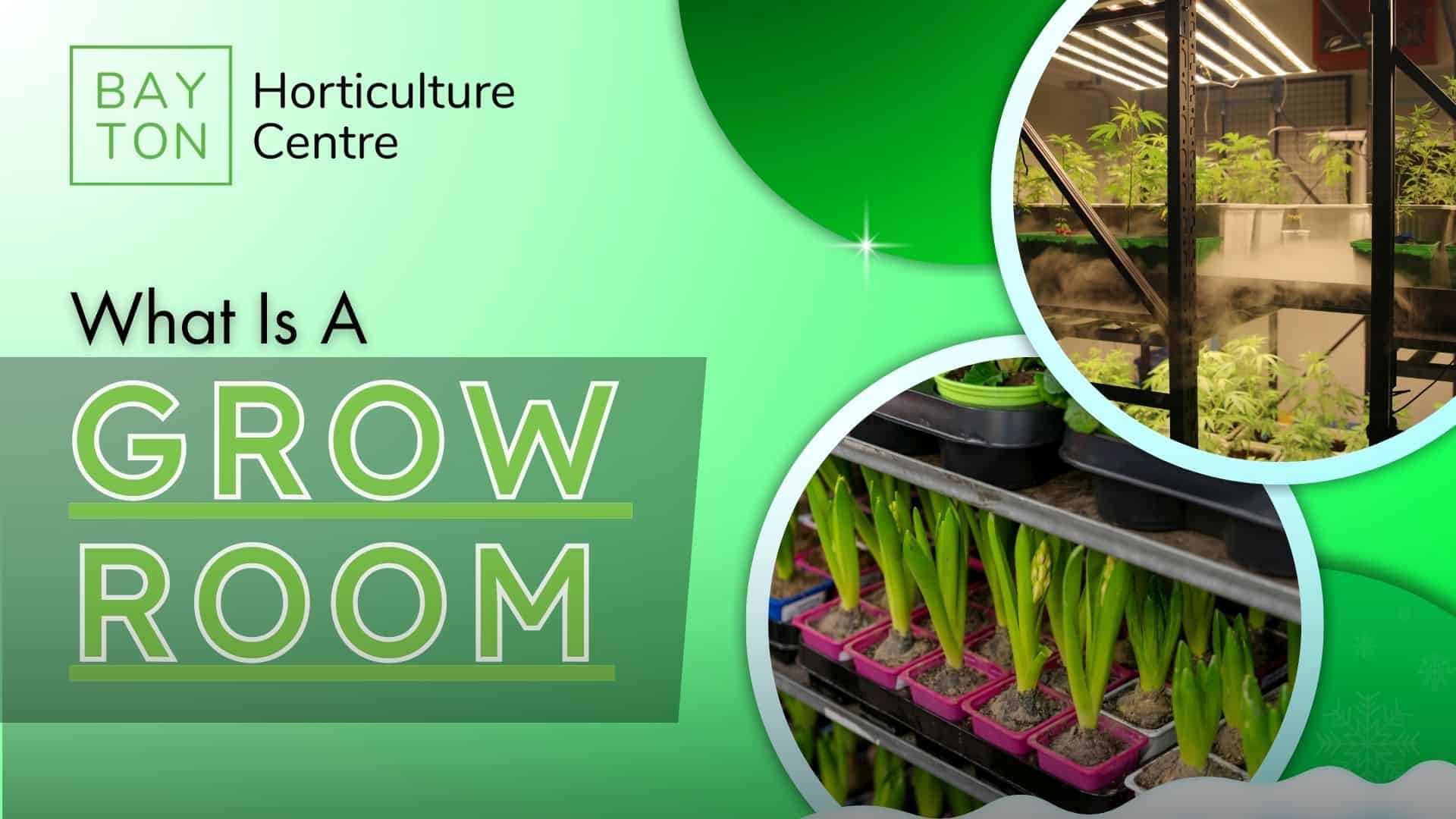 Growing cannabis in a grow room at Bayton Horticulture Centre, UK.