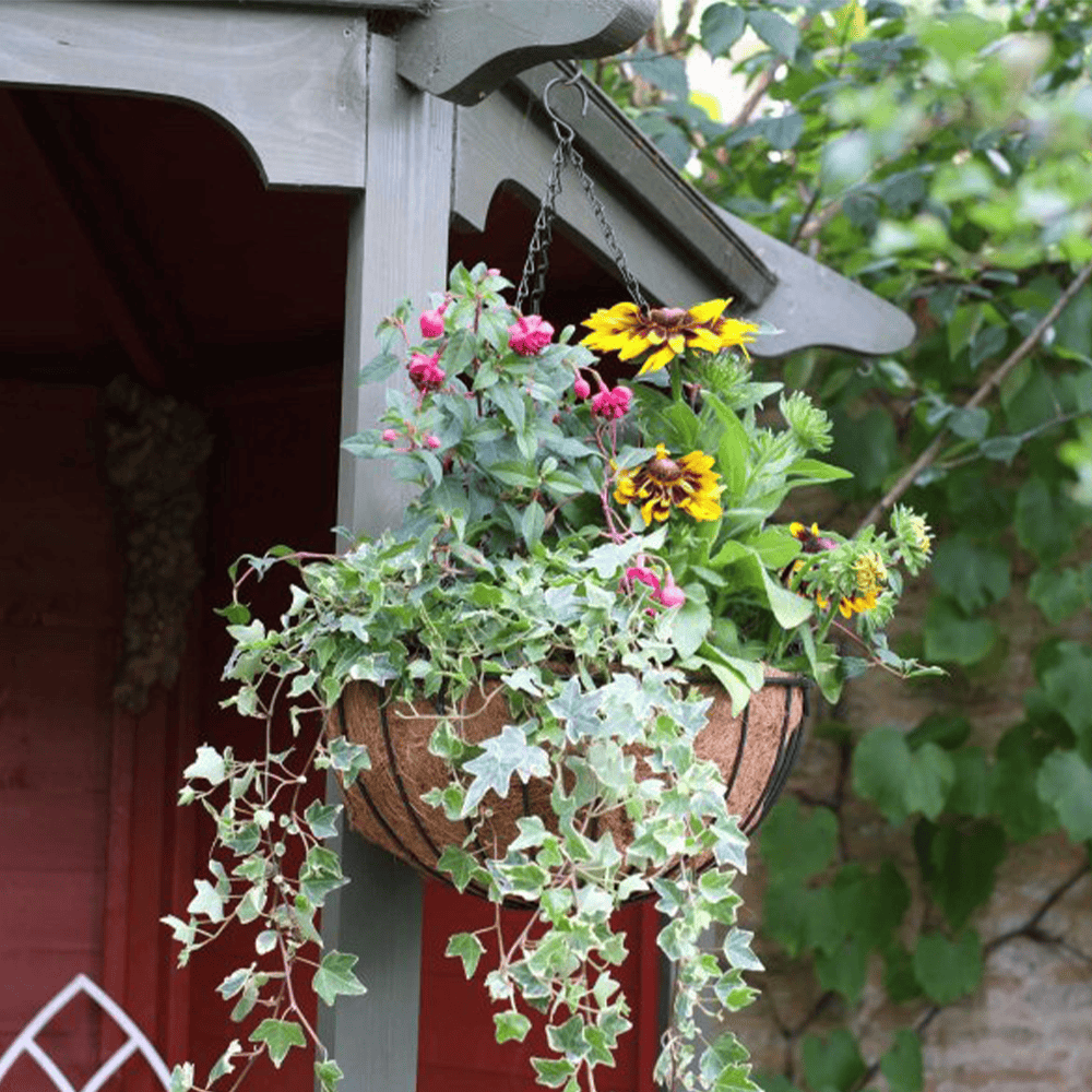 Hanging basket with colourful flowering plants at Bayton Horticulture Centre.
