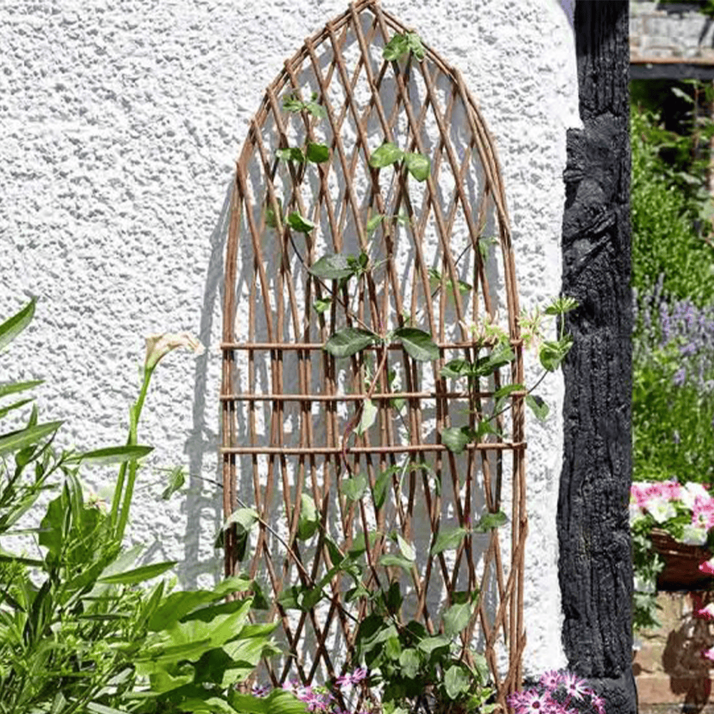 Climbing plant on bamboo trellis at Bayton Horticulture Centre.