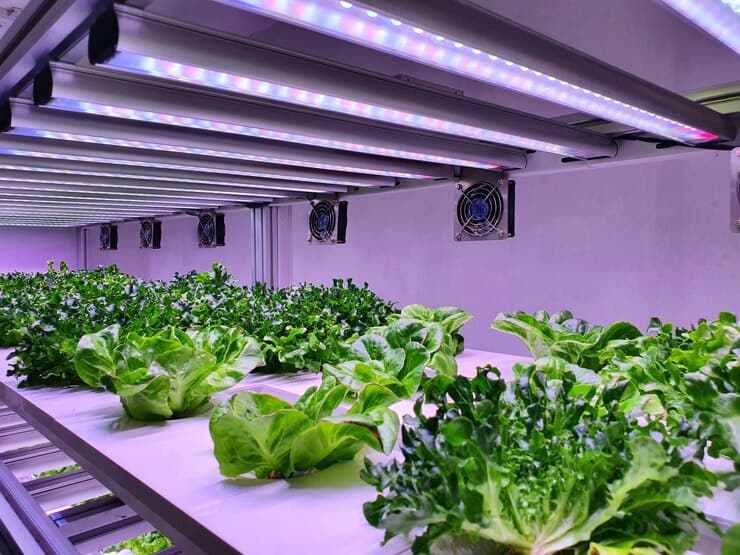 Lettuce and leafy greens growing under LED grow lights at Bayton Horticulture Centre.