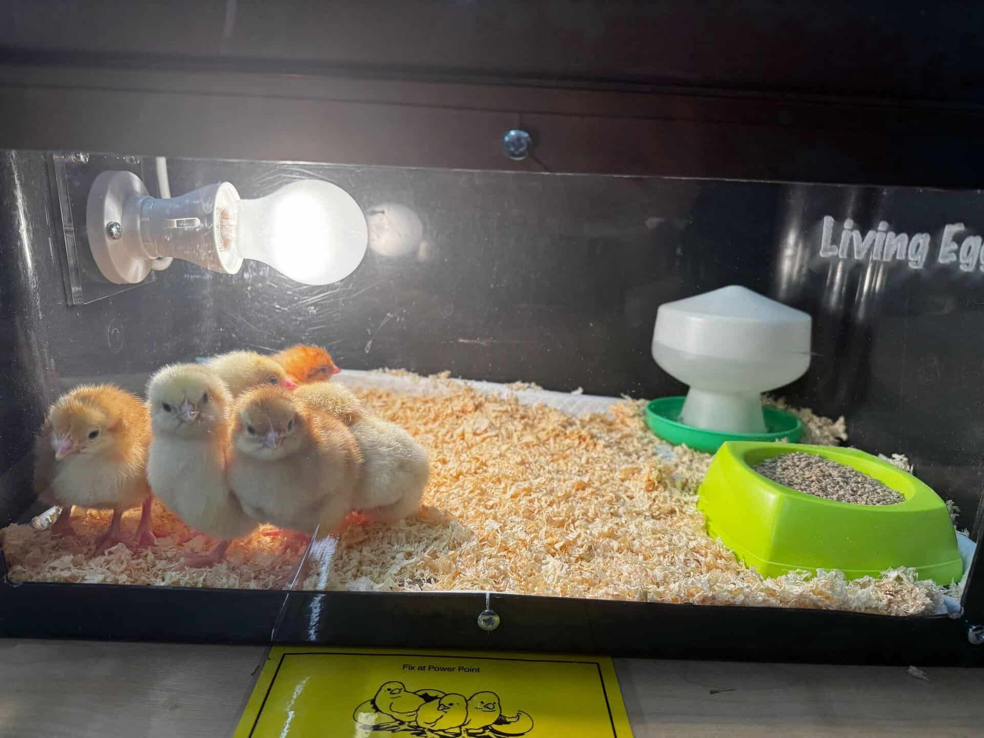 School hatches plan to raise chicks this Easter