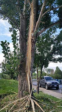 A tree with bark stripped by lightning and splintered wood below, near a parked car—reminding you to trust experts for home safety.