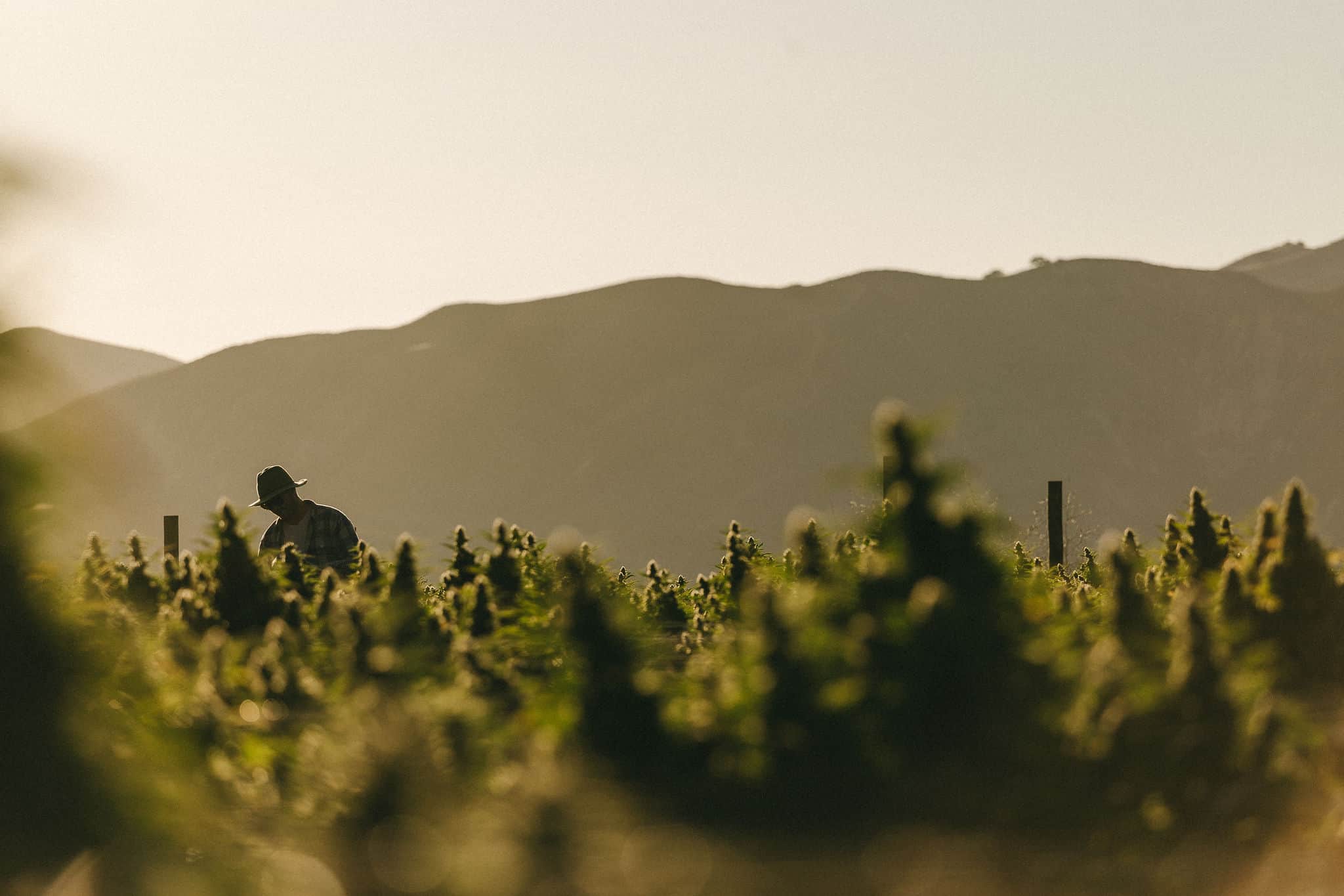 Meet our Cannabis Farmers