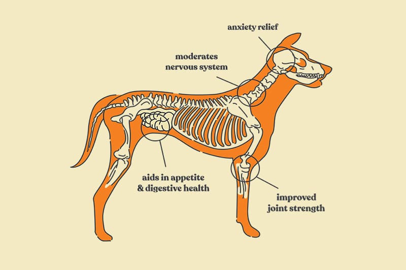 Dog treats CBD benefits illustration