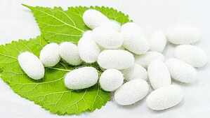 Pieces of silk fiber are placed on two green leaves.