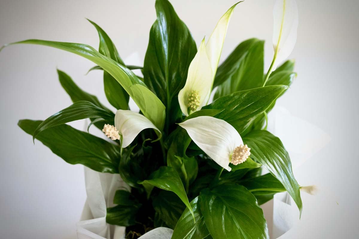 Peace Lily