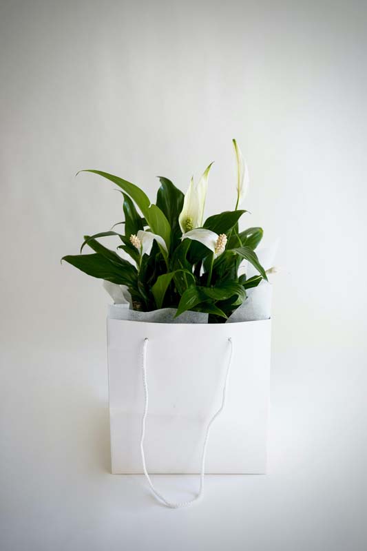Peace Lily - Image 3