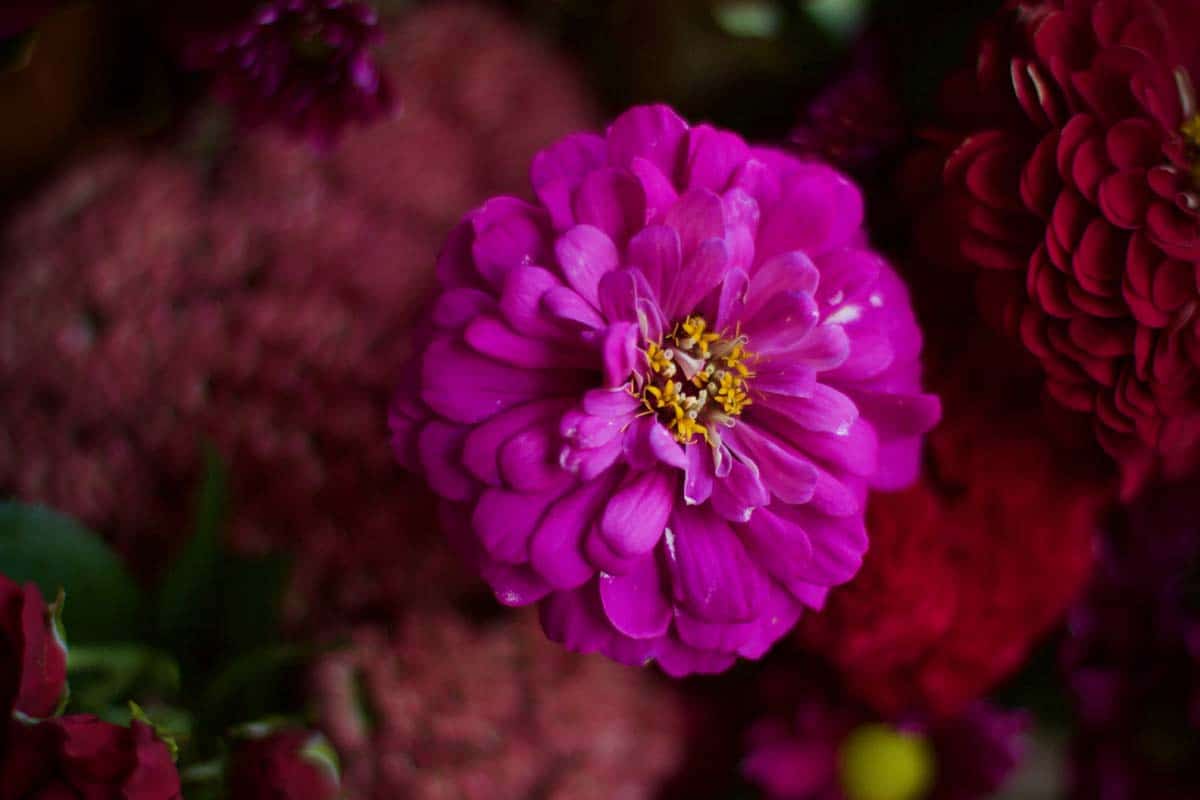 Red & Ruby Tone Bouquet - Image 5