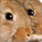 Bonding Bootcamp Product Image