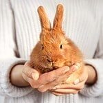 Rehoming Welfare Assessment