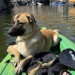 Arizona estate and trust dispute lawyers.