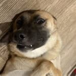 Dog lying on the floor with a playful expression, ideal for pet and animal law topics.