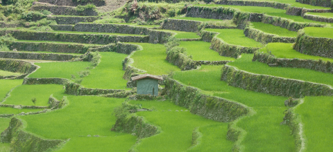 Banaue Rice Terraces