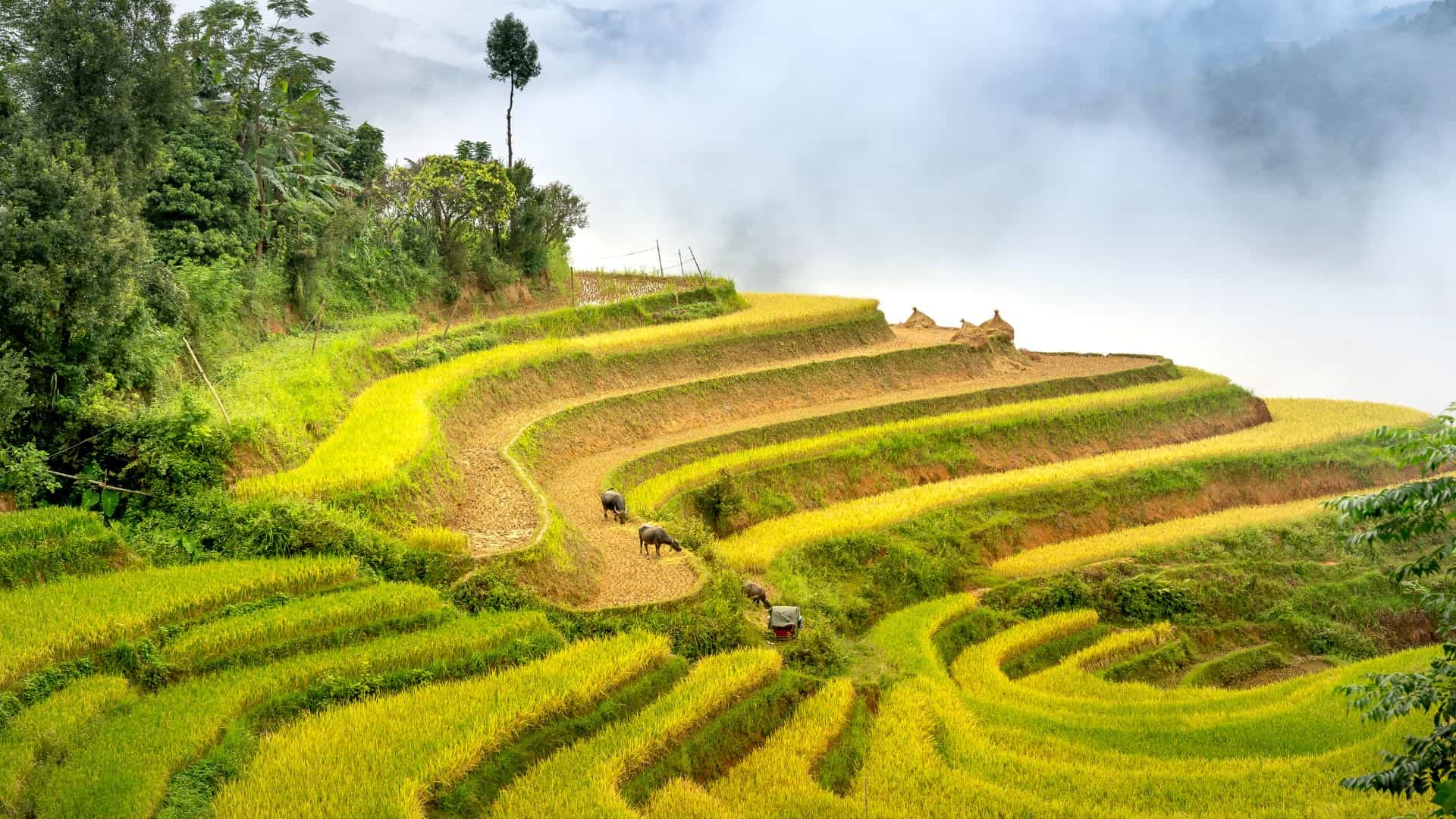 Terraced rice fields on mountain slopes with grazing water buffalo