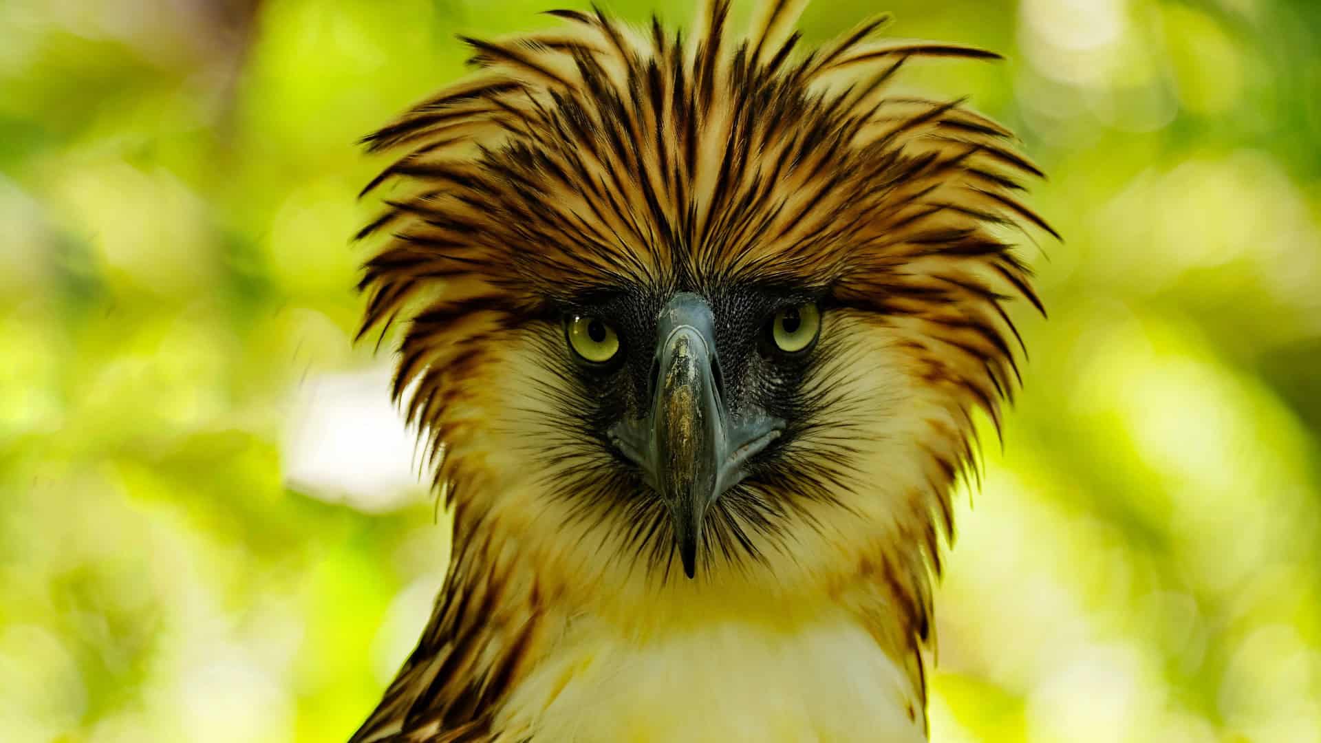 Close-up portrait of a crested raptor bird (wildlife)