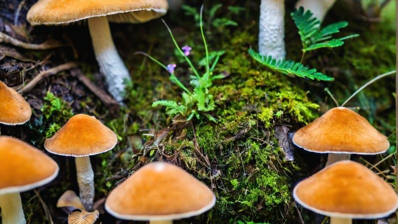 Mushrooms growing on mossy forest floor with green plants and soil.