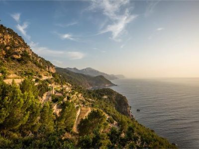 Iboga Tree – Healing House