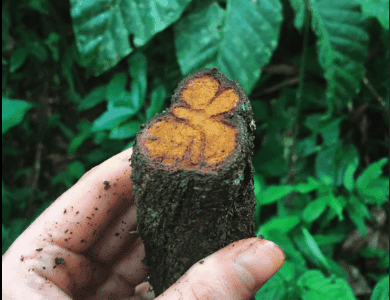 Parign Hak – Grandma's Home