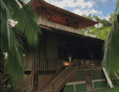 Rainforest Medicine Gatherings