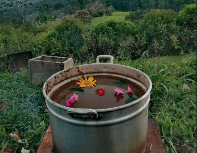 Ayahuasca Costa Rica