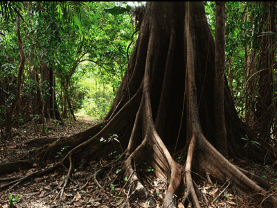 Ayahuasca Oasis Healing Center