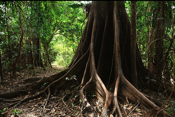 Ayahuasca Oasis Healing Center