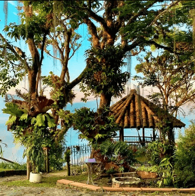 Aya Retreat Guacamayo