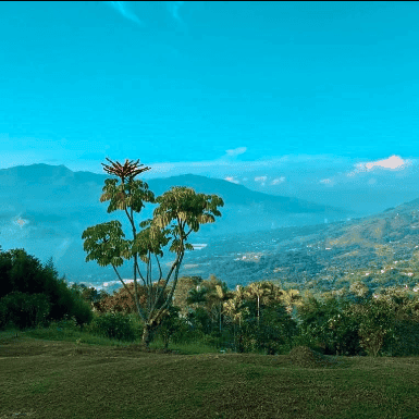 Aya Retreat Guacamayo