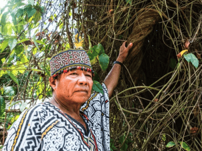 Ayahuasca Onixobo