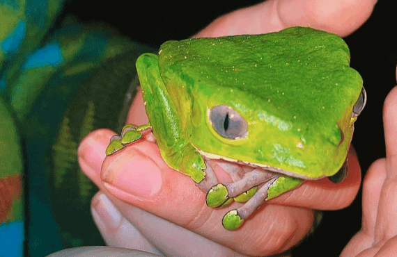 Green tree frog resting on a person's hand.