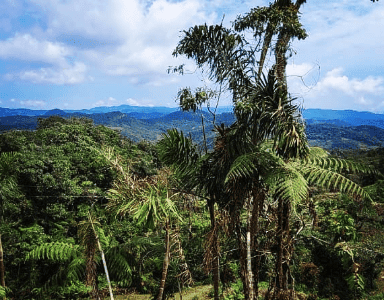 Eagle Condor Alliance