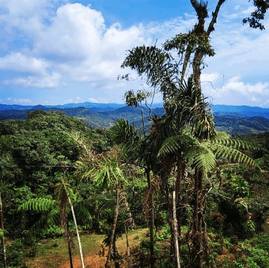 Eagle Condor Alliance