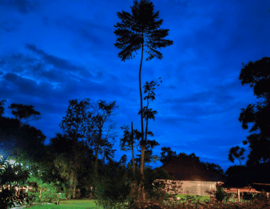 Hummingbird Healing Center