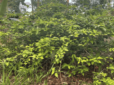 Kamentsa Inga Church