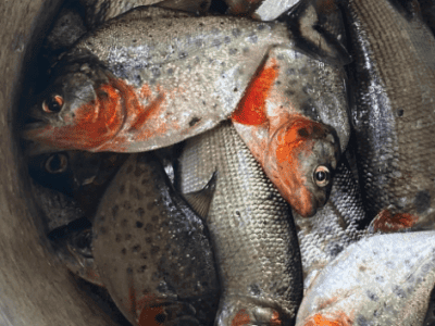 Luz Y Vida Amazon Lodge