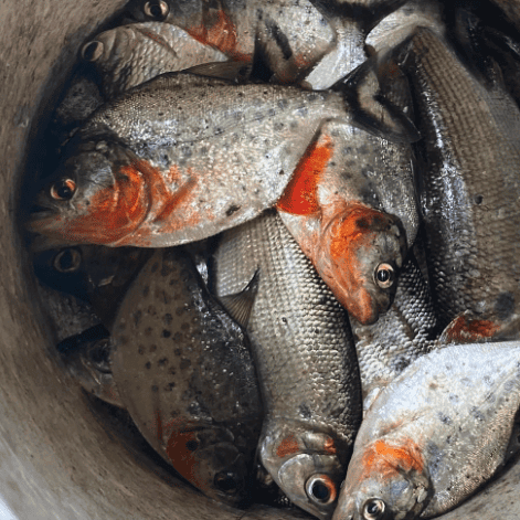 Luz Y Vida Amazon Lodge