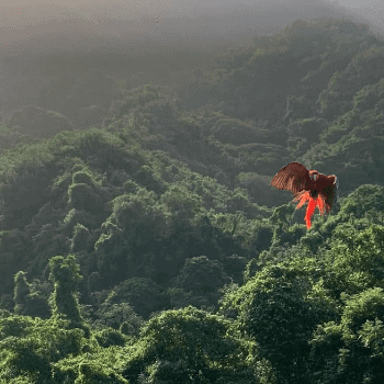 Scenic view of lush green forest at Sierra Ancestral Resort with a bird in flight.