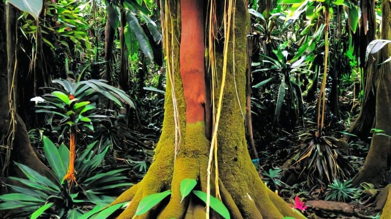 Tropical rainforest with lush green foliage and large trees.