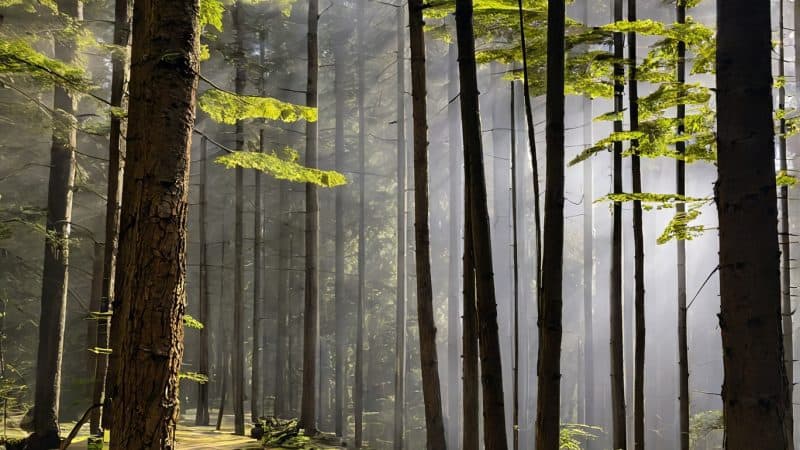 Peaceful forest trail ideal for wellness and mindfulness retreats in nature.