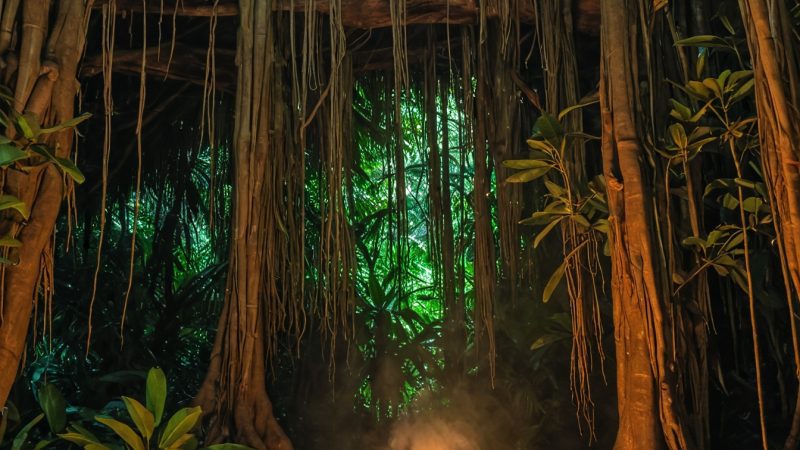 Serene jungle retreat with a campfire surrounded by lush trees, ideal for wellness and spiritual ret.