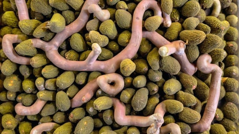 Mucuna pruriens seeds with worms, used in traditional medicine and ayahuasca preparations.