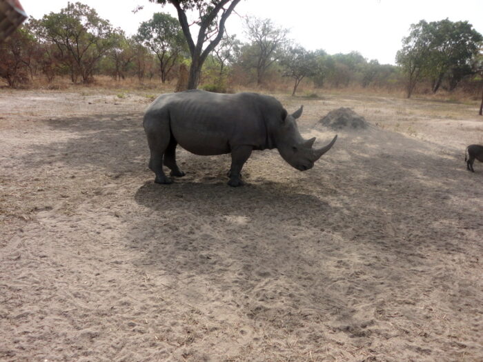 Fathala Wildlife Reserve, Senegal