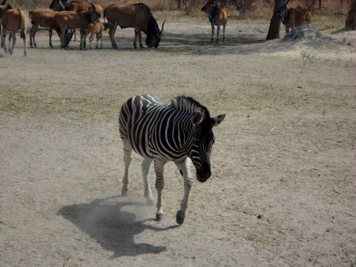 Fathala Wildlife Reserve, Senegal, Safari in West Africa, Zebra