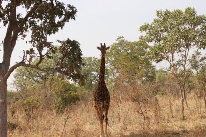 Fathala Wildlife Reserve, Senegal, Giraffe