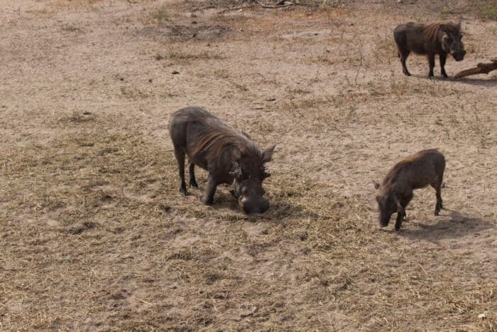 Fathala Wildlife Reserve, Senegal