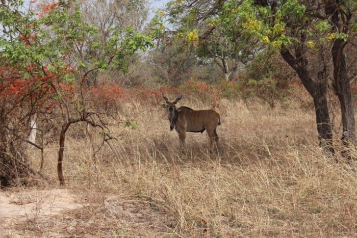 Fathala Wildlife Reserve, Senegal, Antilop, Safari